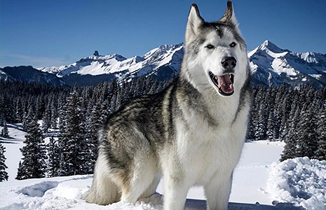 Loki The Wolfdog